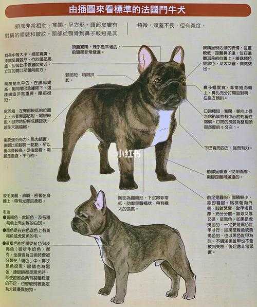 斗牛獒犬跟斗牛犬区别（斗牛獒犬是法斗吗）