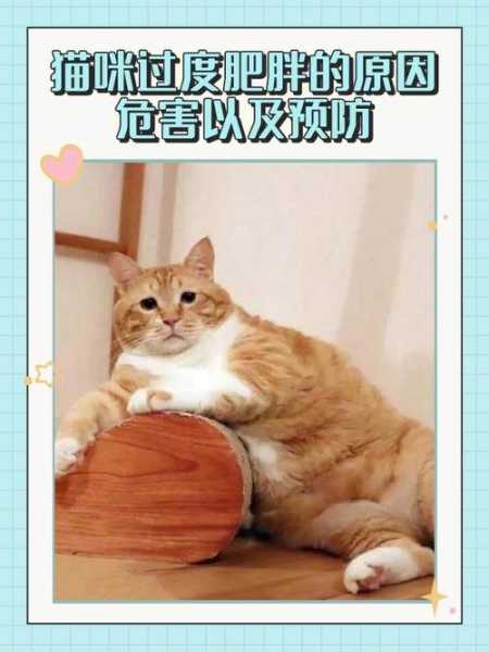 猫咪绝育后发胖是什么原因（猫绝育后肥胖是什么原因）