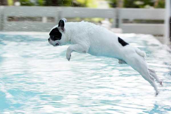 英国斗牛犬会游泳吗（英国斗牛犬会游泳吗为什么）