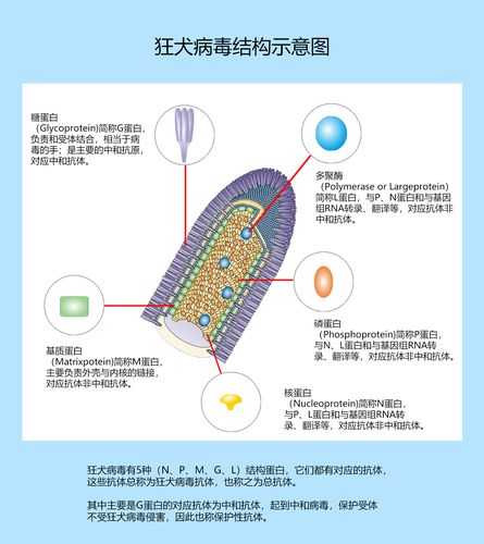 宠物这几个常见病毒有哪些（关于宠物常见病的小知识）