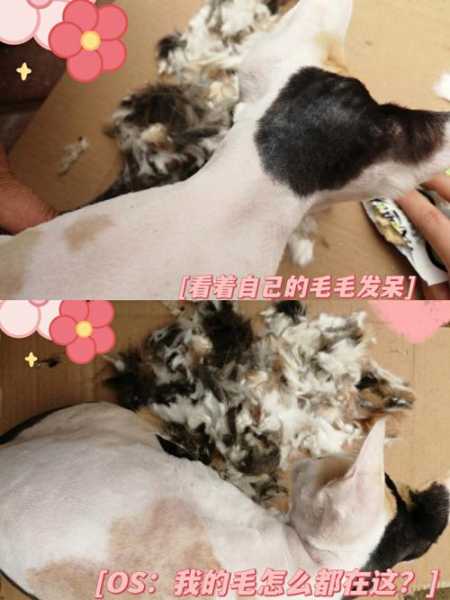 猫咪可以剃毛吗?能不能剃（猫咪能剃毛么）