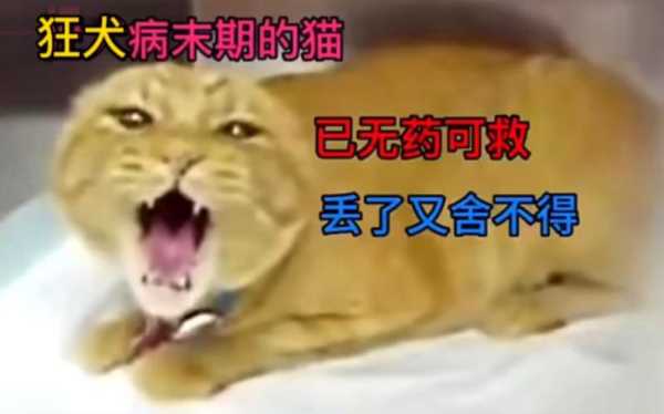 猫得狂犬病症状表现（猫得狂犬病的症状）