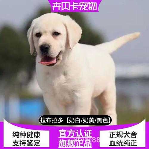 拉布拉多犬如何（拉布拉多犬如何看纯不纯）