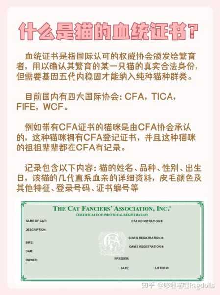 布偶猫cfa证书怎么看（布偶cfa官网）