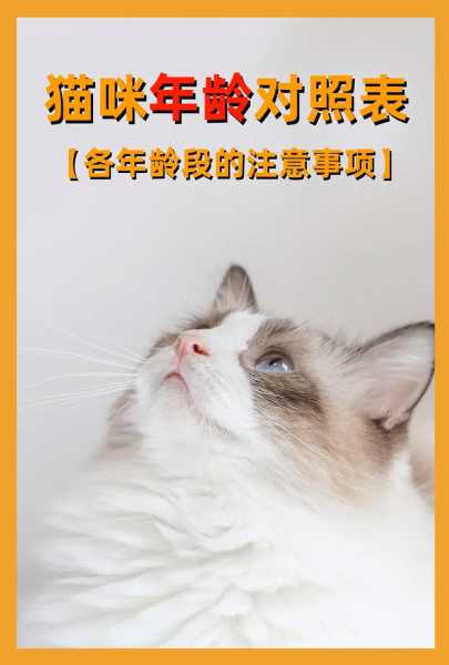 猫咪幼年成长期时需要注意什么（猫咪幼年成长期时需要注意什么事项）