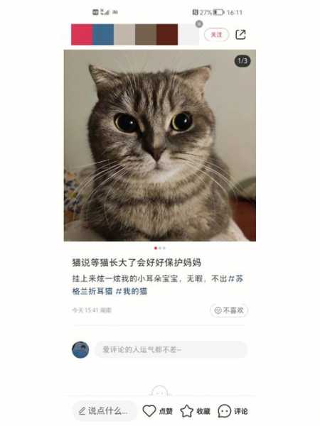 折耳猫需要洗耳朵吗（折耳猫要一直吃药吗）