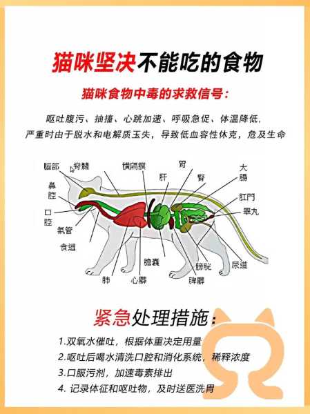 猫咪不可（猫咪不可以吃什么）