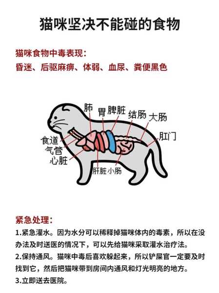 猫咪护食怎么治（猫咪护食严重怎么办）