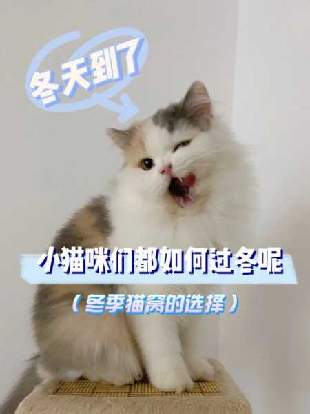 小猫冬天怎么过（冬天小猫咪怎么过冬）