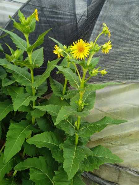 串叶松香草种植技术百度（串叶松香草园林用途）