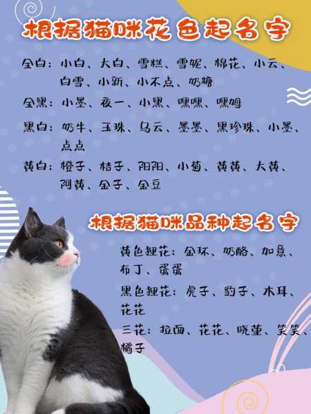 好听的猫咪名字大全幸运点的（好听的猫咪名字100个 独一无二）