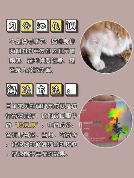 猫咪夏天掉毛怎么办?学会这3招轻松搞定（猫咪夏天掉毛怎么解决）