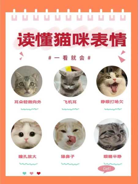 猫咪耳朵的状态代表什么（猫咪耳朵是什么意思）