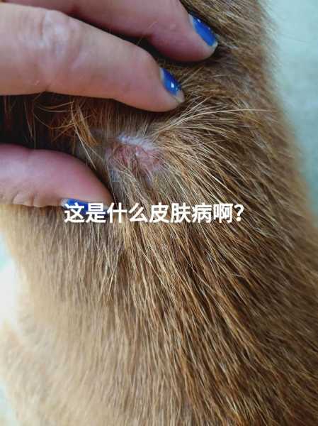 柴犬皮肤痒怎么办（柴犬皮肤红疹皮屑）