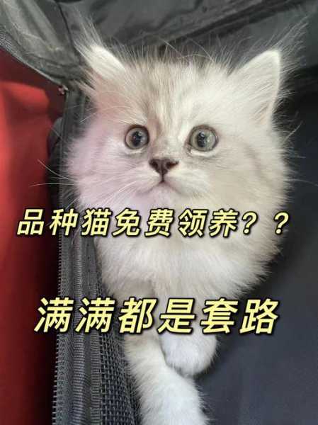 免费送猫是什么套路（免费送猫骗局）