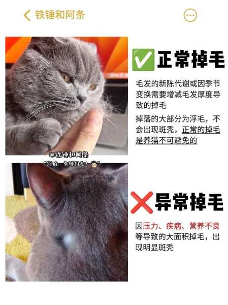 猫脱毛怎么治（猫脱毛是什么病）