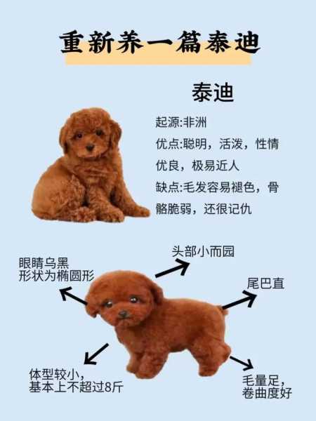 贵宾犬跟泰迪犬的区别（贵宾犬和泰迪什么区别）