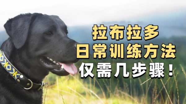 拉布拉多犬怎样训练?(图文系列)（拉布拉多犬训练教程视频）