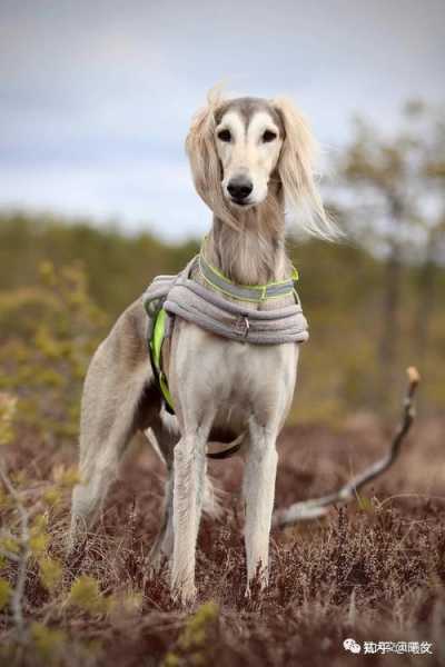 萨路基猎犬是禁养犬吗（萨路基猎犬狩猎视频）