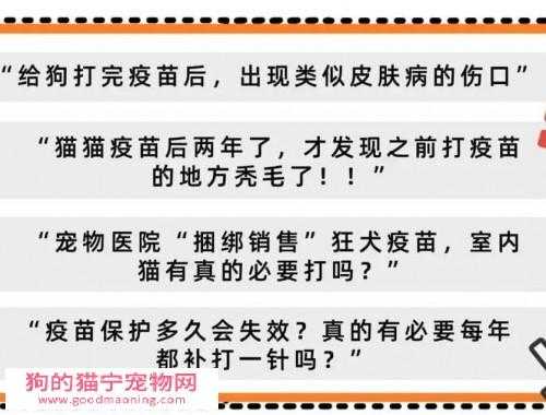 关于犬猫注射疫苗的重点知识（犬猫疫苗注射注意事项）