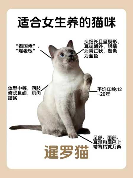 最正确的饲养暹罗猫的方法（最正确的饲养暹罗猫的方法是什么）