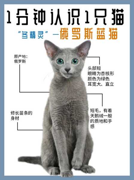 卡尔特猫是蓝猫吗（卡特尔猫和蓝猫有什么区别）