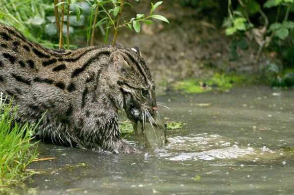 猫很怕水吗?（猫是不是很怕水）