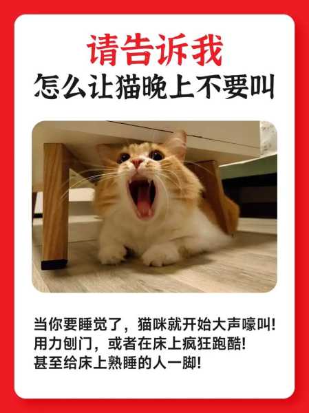 猫咪脾气不好是惯的吗（猫咪脾气很坏怎么办）