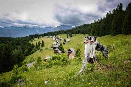 边境牧羊犬繁殖基地（边境牧羊犬繁殖基地图片）