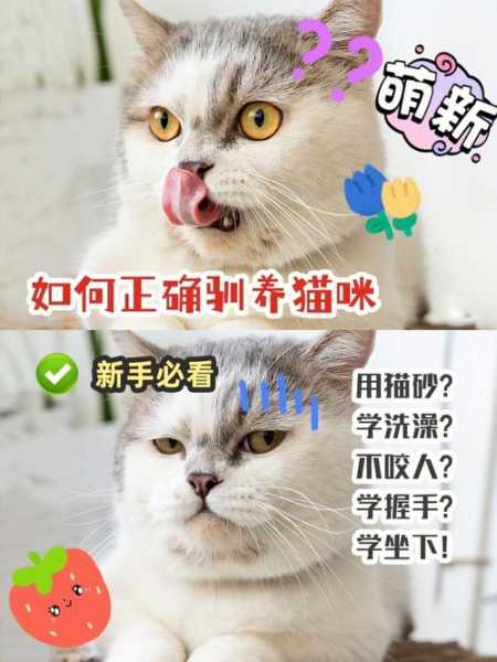 如何训练调皮宠物猫猫视频（如何训练调皮宠物猫猫视频教程）