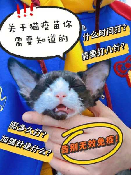 打了猫三联后,猫有什么反应（打了猫三联以后还要打吗）