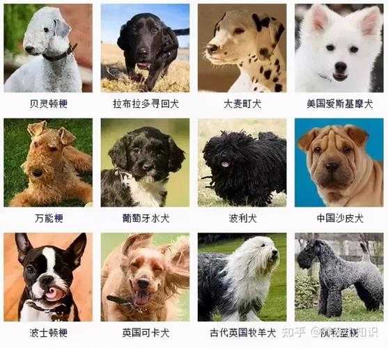 萨摩耶犬怎么选（萨摩耶犬品相怎么看）