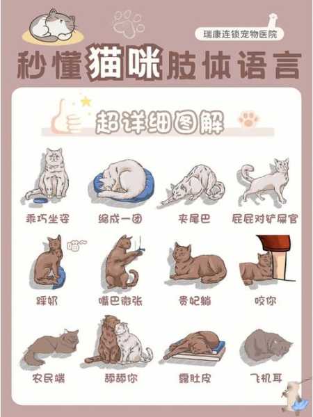 解读猫咪的行为（猫各种行为）