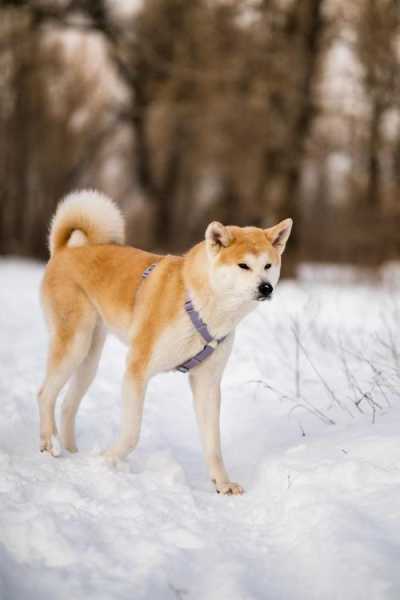 秋田犬很聪明吗（秋田犬是不是很傻）