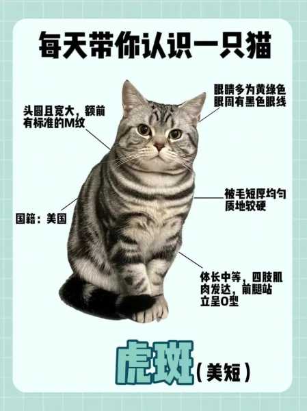 虎斑猫属于什么猫（虎斑猫是属于什么品种）