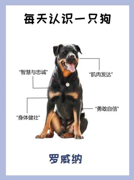 怎么驯养罗威纳（怎么训练罗威纳幼犬）