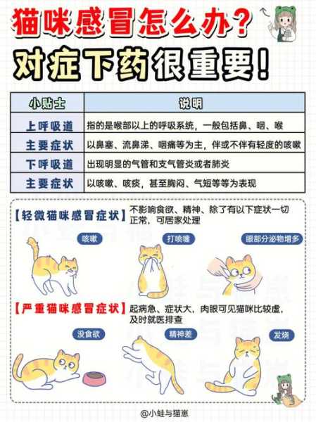 猫咪如何预防疾病（如何预防猫的疾病）