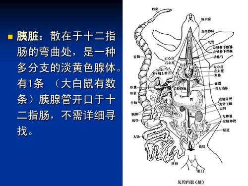 兔的呼吸系统组成（家兔的呼吸系统组成）