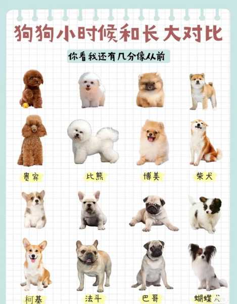 秋田犬从小到大的变化（秋田犬长大的过程图片）