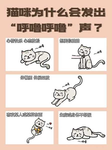 猫咪打呼噜的意义（猫打呼噜的寓意）