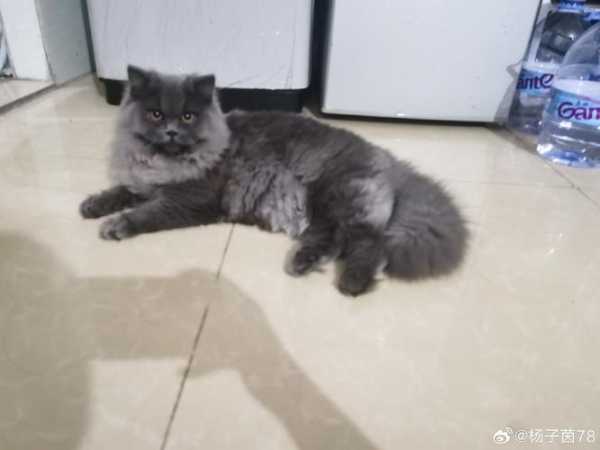 年龄大的猫（年龄大的猫会死吗）