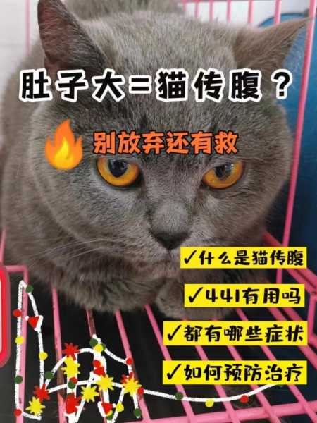 猫咪胃口不好越来越瘦是怎么回事（猫咪胃口不好越来越瘦是怎么回事呢）