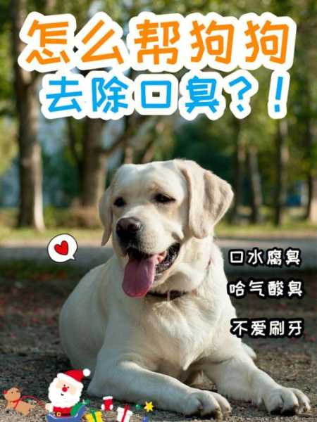 阿拉斯加犬口臭该怎么去除（阿拉斯加口臭怎么办）