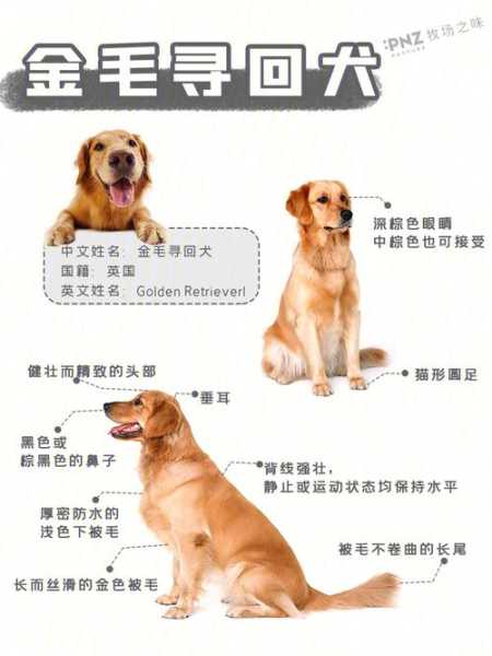 优质金毛幼犬（金毛幼犬品相解析图）