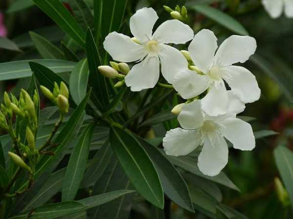 白花夹竹桃的毒性（白花夹竹桃学名）