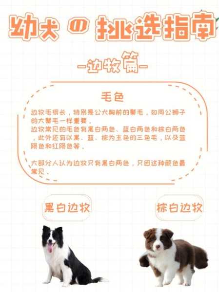 如何挑选边境牧羊犬幼崽（如何挑选边境牧羊犬幼崽呢）