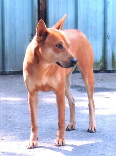 台湾犬好养吗,多少钱一条（台湾犬种）