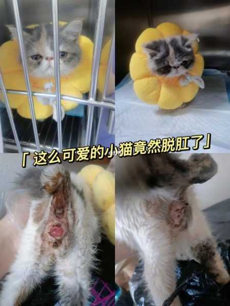 猫咪脱肛是因为什么（猫猫脱肛怎么办）