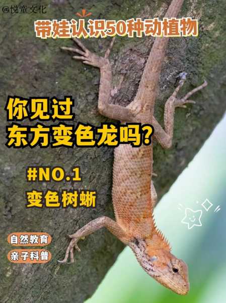 变色树蜥是什么（变色树蜥有毒吗?变色树蜥怎么养?小宠品种）