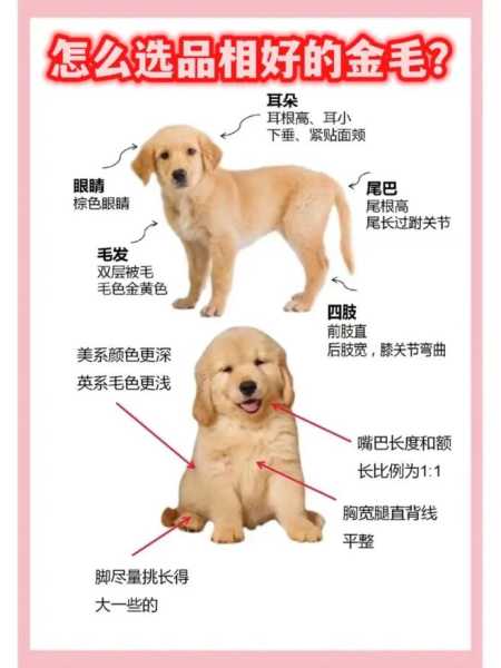 怎么区分金毛犬（怎样区分金毛）